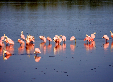 More than a dozen pink wading birds standing in shallow blue water