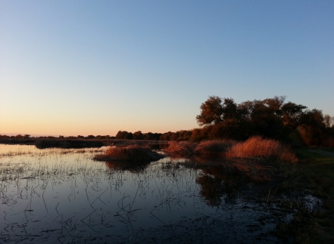 A wetland reflects the blue sky with the sun setting off picture. Trees and shrubs glow in the warm light.