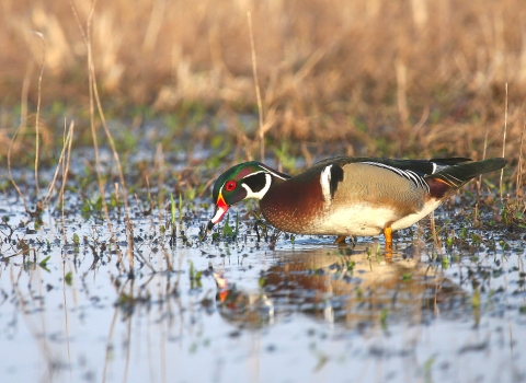 Male wood duck feeding in shallow puddle surrounded by vegetation.