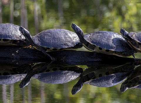 Four turtles standing side-by-side, head-to-tail on a log in water