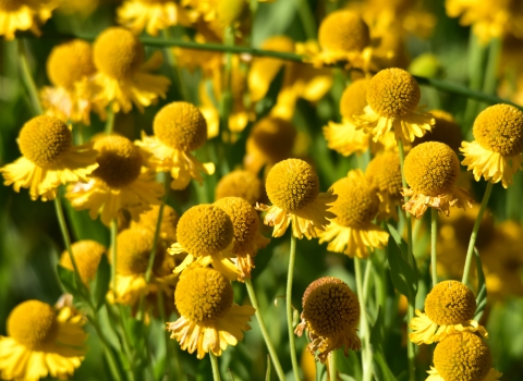 A cluster of bright yellow flowers called sneezeweed grows at Seedskadee National Wildlife Refuge in Wyoming.