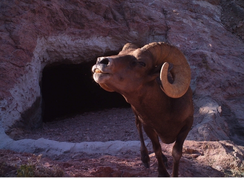 A brown sheep with big curled horns gets its photo snapped by a trail camera at Kofa National Wildlife Refuge in Arizona.