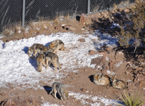A group of Mexican wolves in patchy snow next to a tall fence.