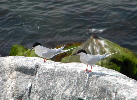 An image of roseate terns on the coast
