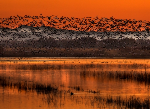 Large numbers of snow geese fly out at sunrise into an orange sky reflected in the water below at Bosque del Apache National Wildlife Refuge in New Mexico.