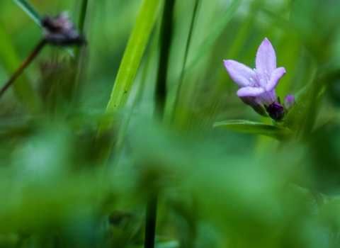 Tiny lavender flower surrounded by greenery