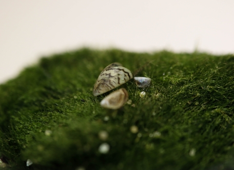 A small stripped mussel shell sits on a mossly green ball. 