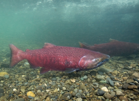 A fish with a reddish tone body with black spots on upper part of body, this side view of a Chinook salmon shows the salmon swimming right above a gravel riverbed.