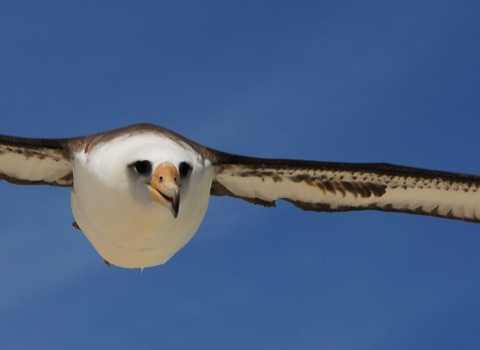 A large white bird soaring in blue sky with its long white-and-black wings spread the width of the photo