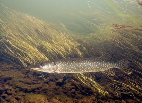 A northern pike swims along a grass covered stream bed. The fish is long and slender, dark in color, with white spots. 