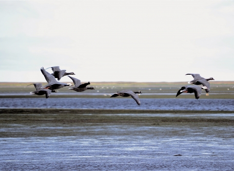 7 grey birds fly over a wetland