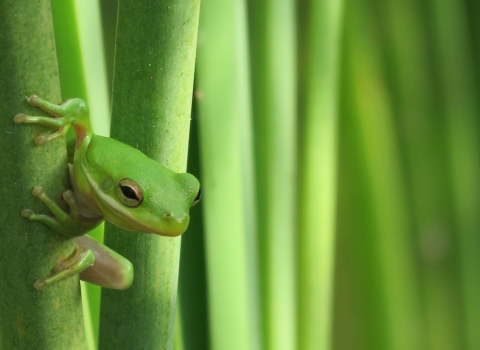 A green tree frog at Aransas National Wildlife Refuge in Texas.