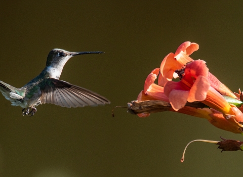 Hummingbird visiting a trumpet flower