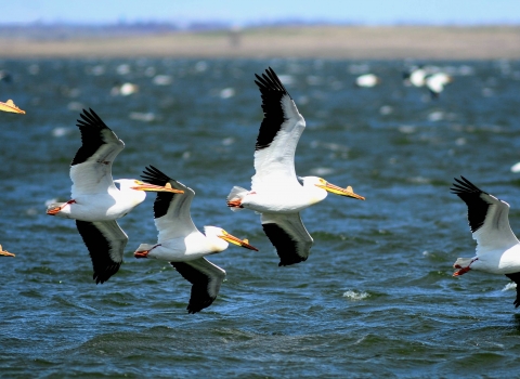 White birds with black-tipped wings and long yellow beaks fly over water at Chase Lake National Wildlife Refuge in North Dakota.