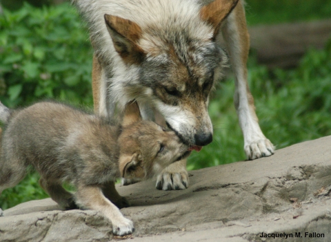 A close image of a Mexican wolf pup licks the mouth of an adult Mexican wolf