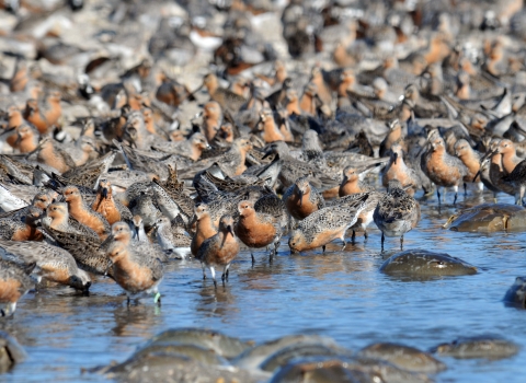 Red-breasted migratory birds called red knots crowd the water's edge to feed on the eggs of horseshoe crabs in spring in Mispillion Harbor in Delaware.