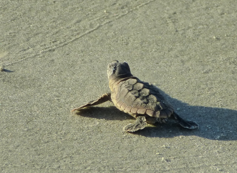 A tiny sea turtle hatchling crawls across the sand to the ocean at Blackbeard Island National Wildlife Refuge in Georgia.