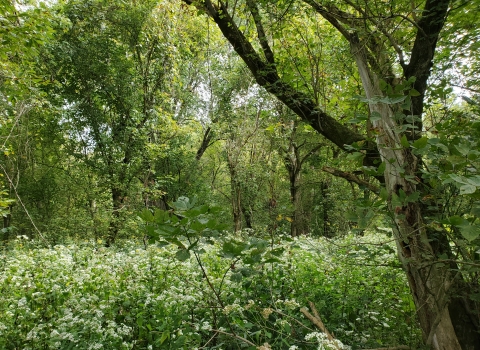 Forest and meadows reclaiming Mill Creek Island