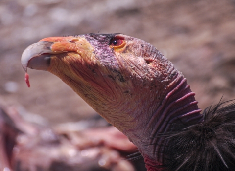 a condor's head with a piece of meat hanging from the beak