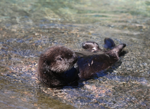 A sea otter pup floats in shallow water