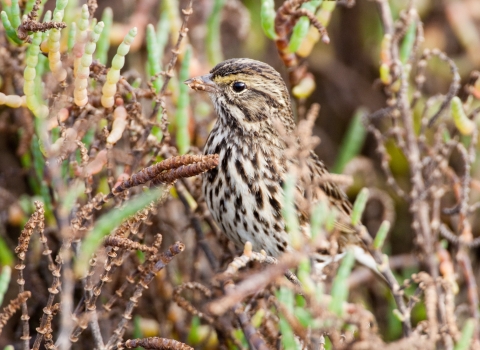 Belding savannah sparrow