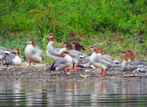 Common Mergansers on a beach