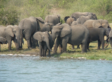 Elephants Gathering