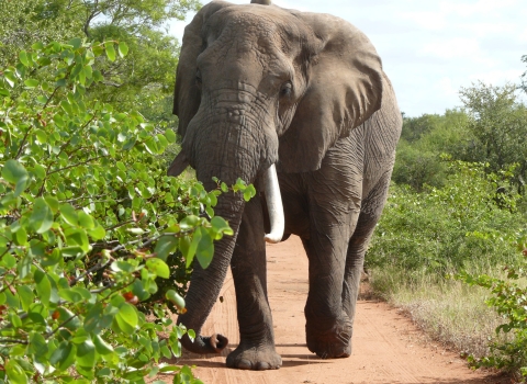 African Elephant