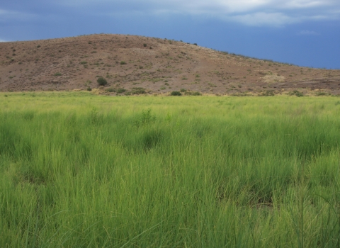 A field of grass is pictured in front of a hilltop with a dark blue sky.