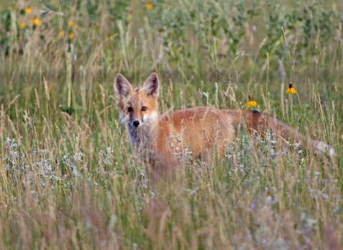 Red Fox in tall grass