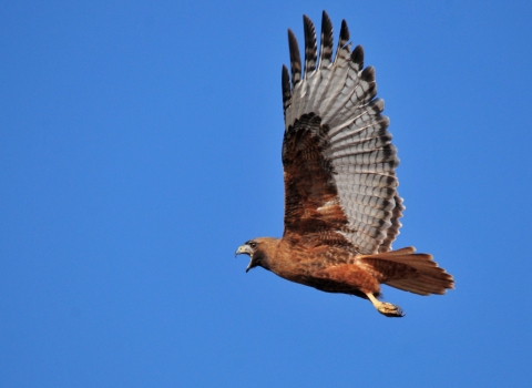 A red-tailed hawk flies against a blue sky.