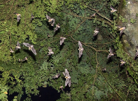 Gray bats flying under tree canopy outside of Sauta Cave