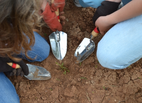 Looking down, three individuals are kneeling down. They are wearing gardening gloves and gardening trowels are pointing towards a small, green plant.