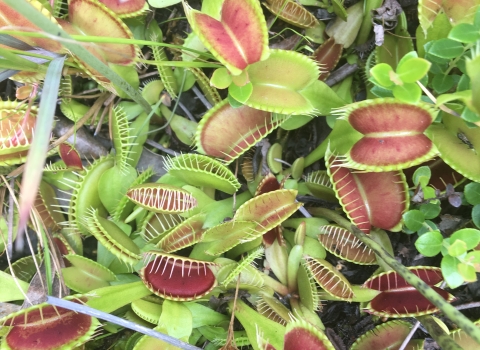 Top view of many Venus flytrap plants close to the ground. The leaves show a red inner-side and light green outside.