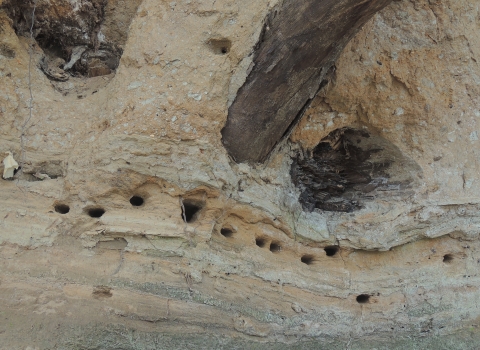 Bank Swallow nests in a cliff on the banks of Witten Towhead