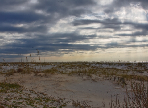 Coastal dunes in early morning.