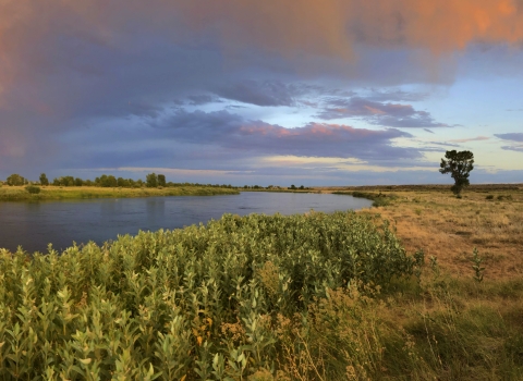 Summer evening along the Green River at Seedskadee. Milkweed lines the near bank of the river with a few cottonwoods on the horizon and blues, yellows and golds highlighting the evening sky.