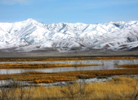 Still ponds in a marsh are covered with waterfowl. Brown marsh grasses and leafless trees are in the foreground. Snow covered mountains are immediately beyond the ponds. 