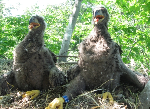 Two young eagles in the nest