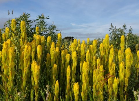 Yellow flowers of golden paintbrush beneath a blue sky