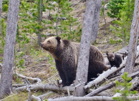 Grizzly bear with cub