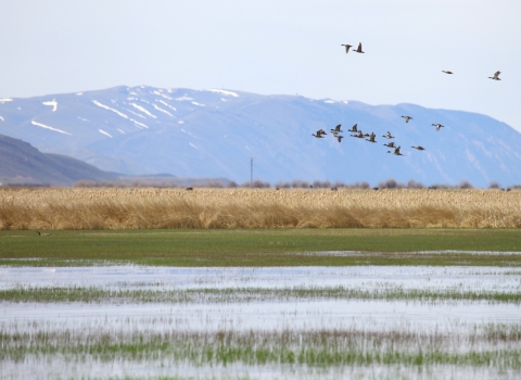 Ducks fly over a wetland, with tan grasses and mountains in the background