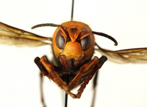 Close up of a face of a Asian giant hornet, held on a pin