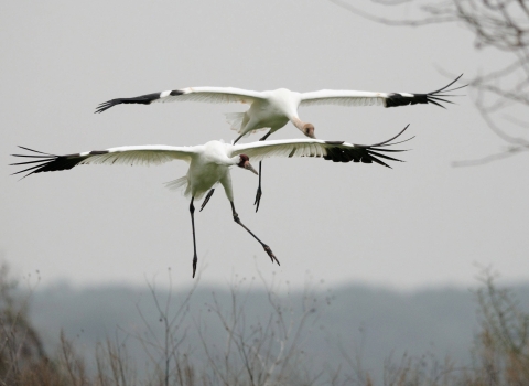 Pair of whooping cranes, wings outstretched, about to land