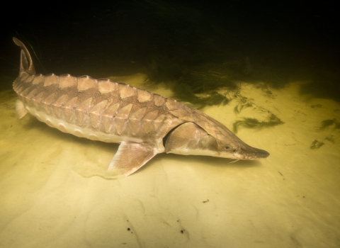 gulf sturgeon resting on river bottom