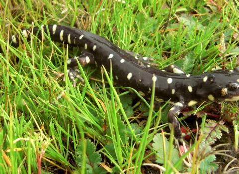 Adult salamander crawls through short grass.