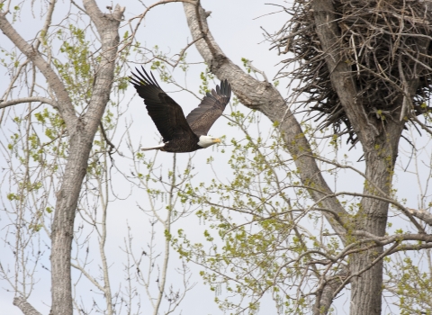 An adult bald eagle flying by a nest