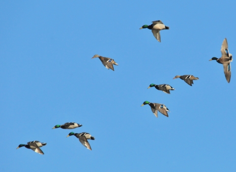flock of flying mallard ducks dropping in to land