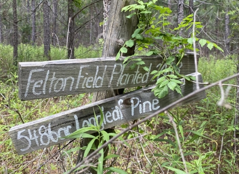 A wooden sign nailed to a tree in the woods that reads Felton Field Planted.