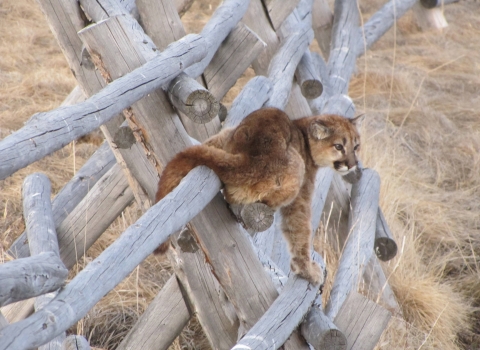 Juvenille Mountain lion on a fence